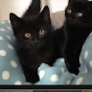 Meet your Posher, Maggie